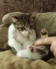 Gatinho
