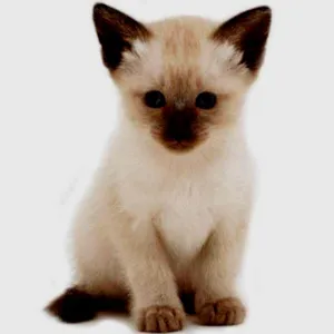 Gato raça Siamês idade Abaixo de 2 meses nome sem nome