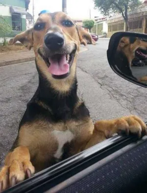 Cachorro raça SRD idade 2 a 6 meses nome AMANDA