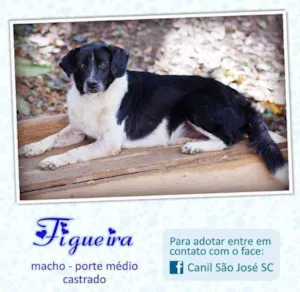 Cachorro raça  idade  nome Figueira (Canil SJ)
