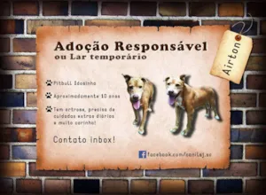 Cachorro raça Pit-Bull idade  nome Airton (Canil SJ) #SPC