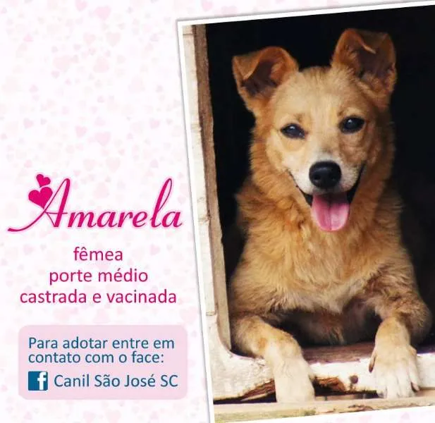 Cachorro raça  idade  nome Amarela (Canil SJ) 