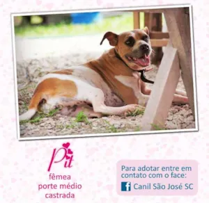 Cachorro raça  idade  nome Pit (Canil SJ) #SPC
