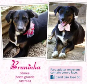 Cachorro raça  idade  nome Bruninha (Canil SJ)