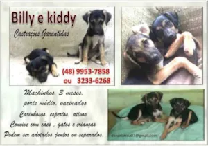 Cachorro raça  idade  nome Billy (Canil SJ - D