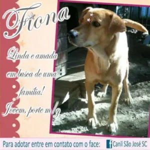 Cachorro raça  idade  nome Fiona (Canil SJ)