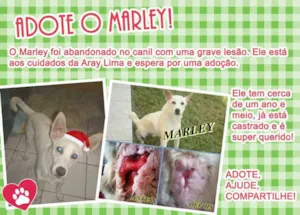 Cachorro raça  idade  nome Marley (Aray Lima)
