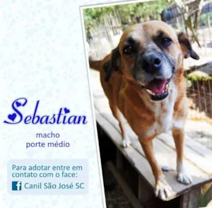 Cachorro raça  idade  nome Sebastian (Canil SJ