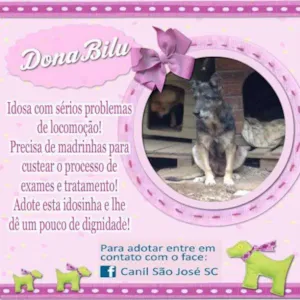 Cachorro raça  idade  nome Dona Bilu (Canil SJ