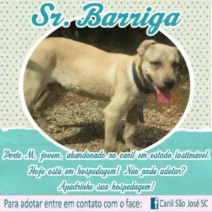 Cachorro raça  idade  nome Sr. Barriga (Canil SJ)