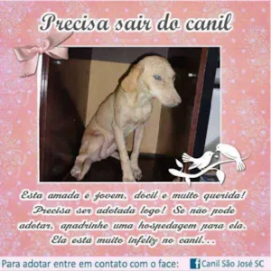 Cachorro raça  idade  nome Sandrinha (Canil SJ