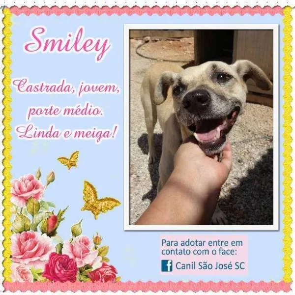 Cachorro ra a idade nome Smiley (Canil SJ) #SPC