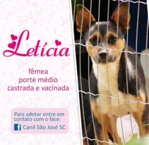 Cachorro raça  idade  nome Letícia (Canil SJ)