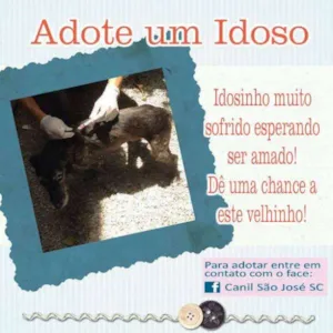 Cachorro raça  idade  nome Chico (Canil SJ) #SPC
