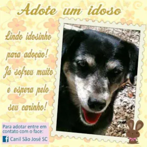 Cachorro raça  idade  nome Zezinho (Canil SJ) 