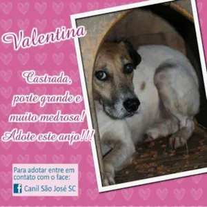Cachorro raça  idade  nome Valentina (Canil SJ