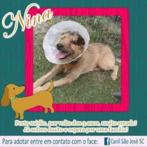 Cachorro raça  idade  nome Nina (Canil SJ) #SPC