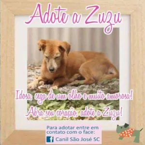 Cachorro raça  idade  nome Zuzu (Canil SJ) #SPC