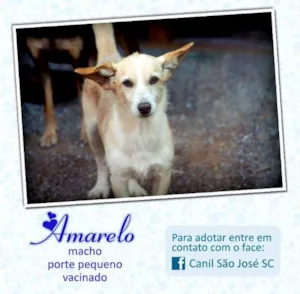 Cachorro raça  idade  nome Amarelo (Canil SJ)