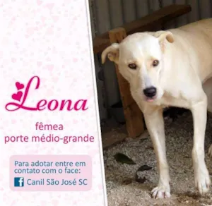 Cachorro raça  idade  nome Leona (Canil SJ)