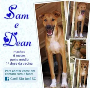 Cachorro raça  idade  nome Dean (Canil SJ)