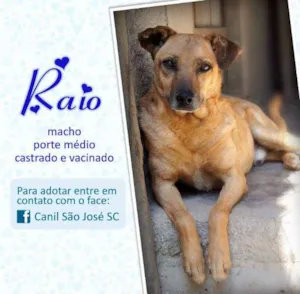 Cachorro raça  idade  nome Raio (Canil SJ) #SPC