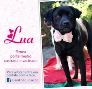 Cachorro raça  idade  nome Lua (Canil SJ)