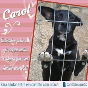 Cachorro raça  idade  nome Carol (Canil SJ) #SPC