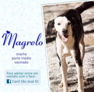 Cachorro raça  idade  nome Magrelo (Canil SJ) 
