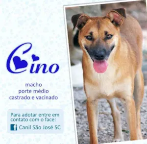 Cachorro raça  idade  nome Cino (Canil SJ) #SPC