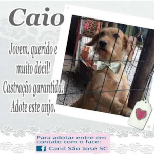 Cachorro raça  idade  nome Caio (Canil SJ)