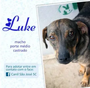 Cachorro raça  idade  nome Luke (Canil SJ) #SPC