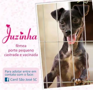 Cachorro raça  idade  nome Juzinha (Canil SJ)