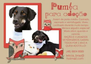 Cachorro raça  idade  nome Pumba (Canil SJ - L