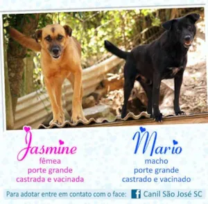 Cachorro raça  idade  nome Mario (Canil SJ) #SPC