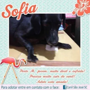 Cachorro raça  idade  nome Sofia (Canil SJ)