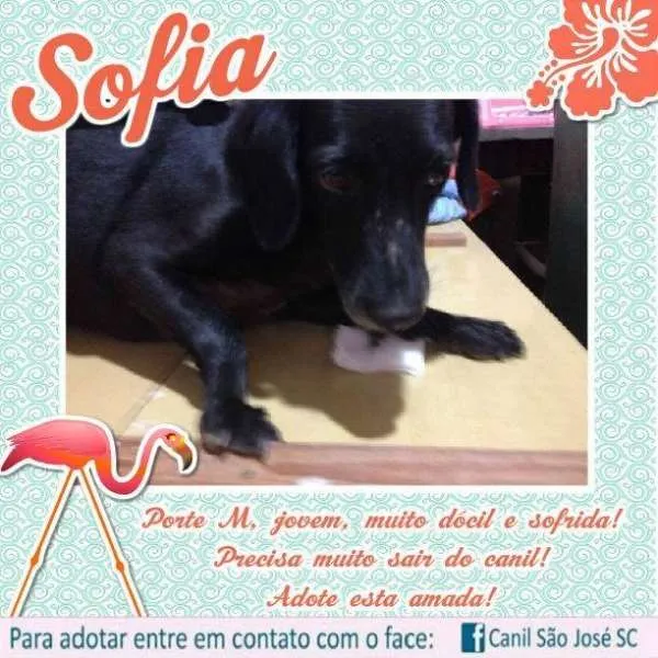 Cachorro ra a idade nome Sofia (Canil SJ)