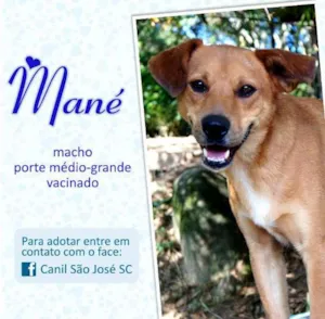 Cachorro raça  idade  nome Mané (Canil SJ) #SPC