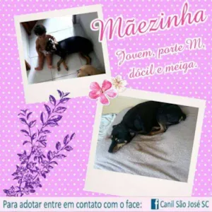 Cachorro raça  idade  nome Mãezinha (Canil SJ)