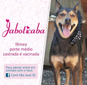 Cachorro raça  idade  nome Jaboticaba (Canil SJ)