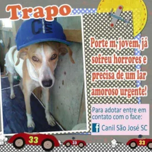 Cachorro raça  idade  nome Trapo (Canil SJ) #SPC