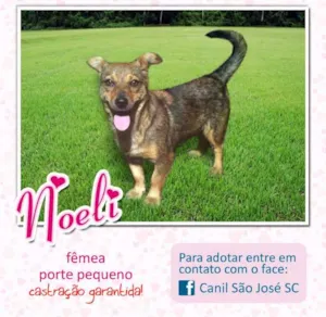 Cachorro raça  idade  nome Noeli (Canil SJ)
