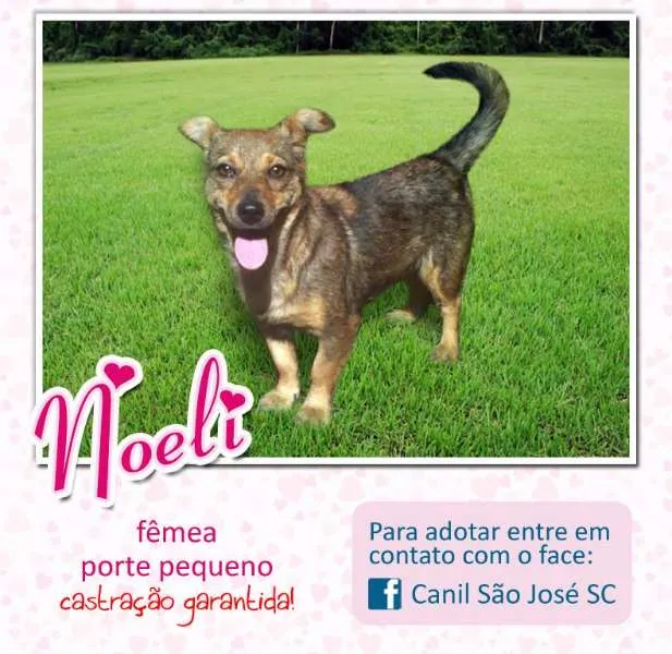 Cachorro ra a idade nome Noeli (Canil SJ)