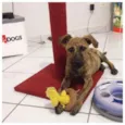 Doguinho