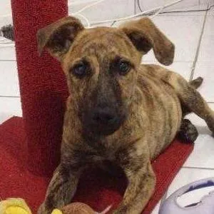 Cachorro ra a SRD idade 2 a 6 meses nome Doguinho