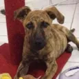 Doguinho