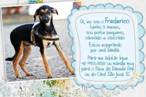 Cachorro raça  idade  nome Frederico (Daniela 