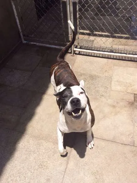 Cachorro ra a Pit-Bull idade 3 anos nome RAYLA