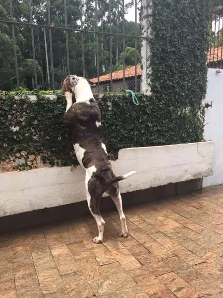 Cachorro ra a Pit-Bull idade 3 anos nome RAYLA
