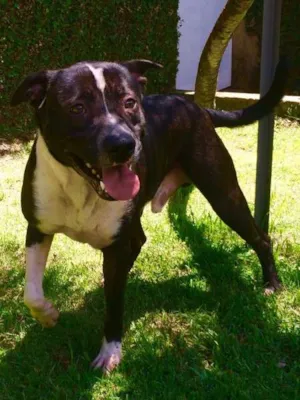 Cachorro raça Pit-Bull idade 2 anos nome TOM